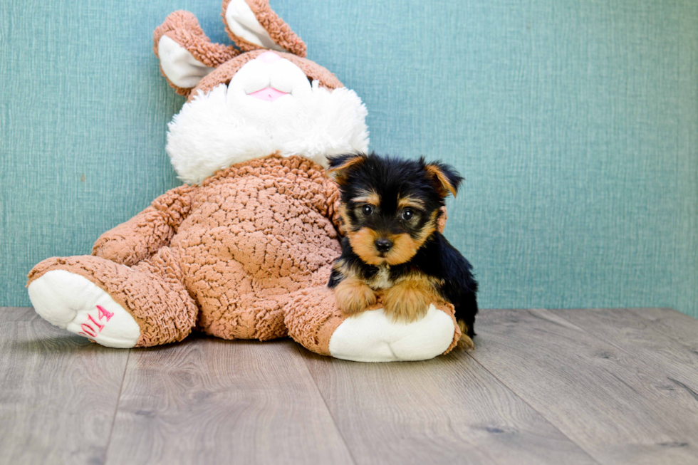 Meet Izzie - our Yorkshire Terrier Puppy Photo 