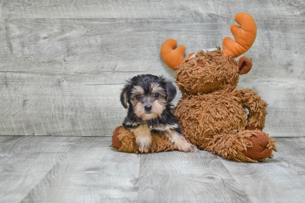 Fluffy Morkie Designer Pup