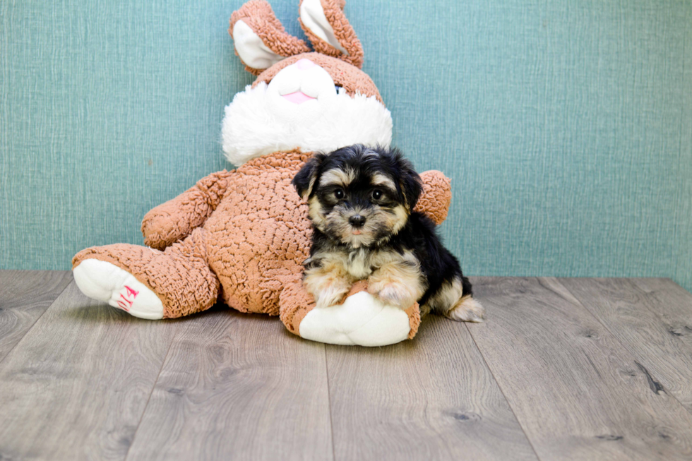 Little Yorkie Designer Puppy