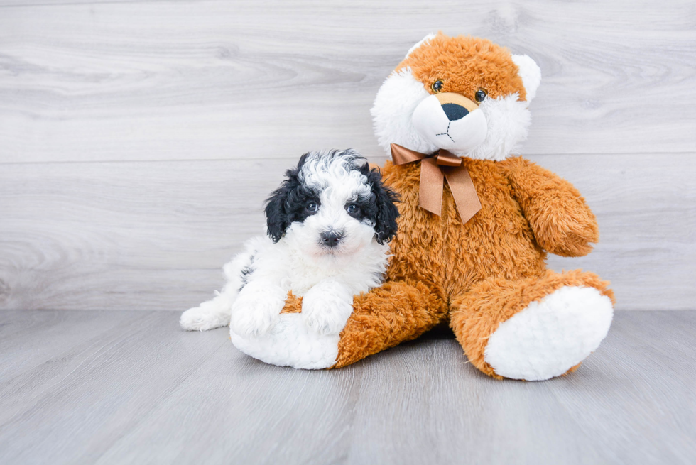 Small Mini Sheepadoodle Baby