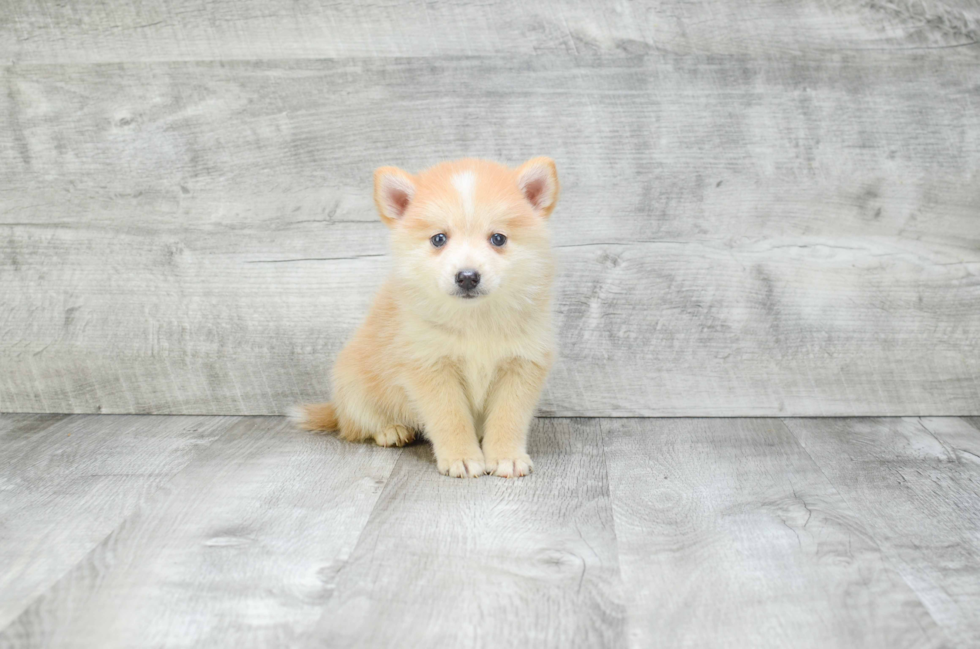 Cute Pomsky Baby