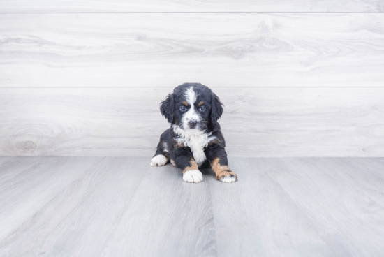 Funny Mini Bernedoodle Poodle Mix Pup