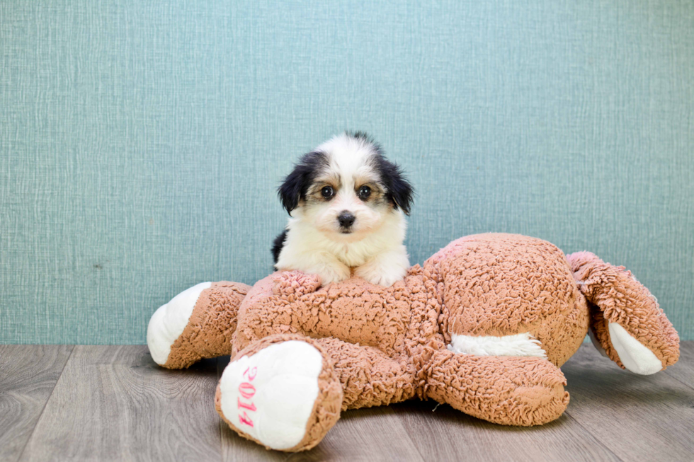 Morkie Pup Being Cute