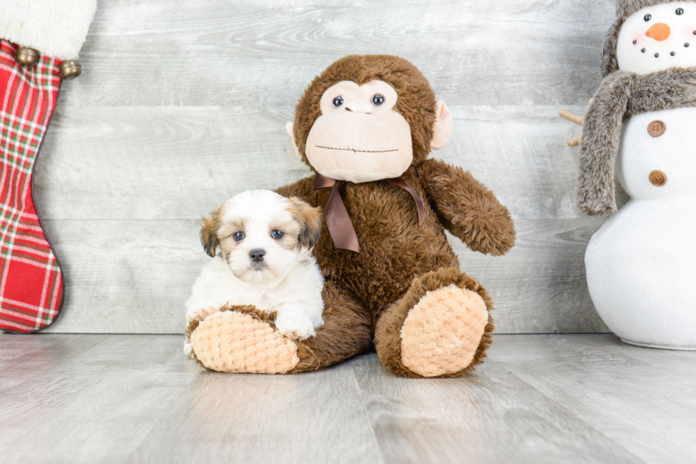 Playful Shichon Designer Puppy