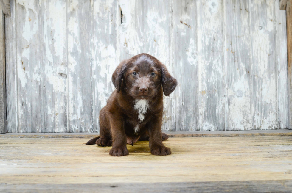 Energetic Labrador Poodle Mix Puppy