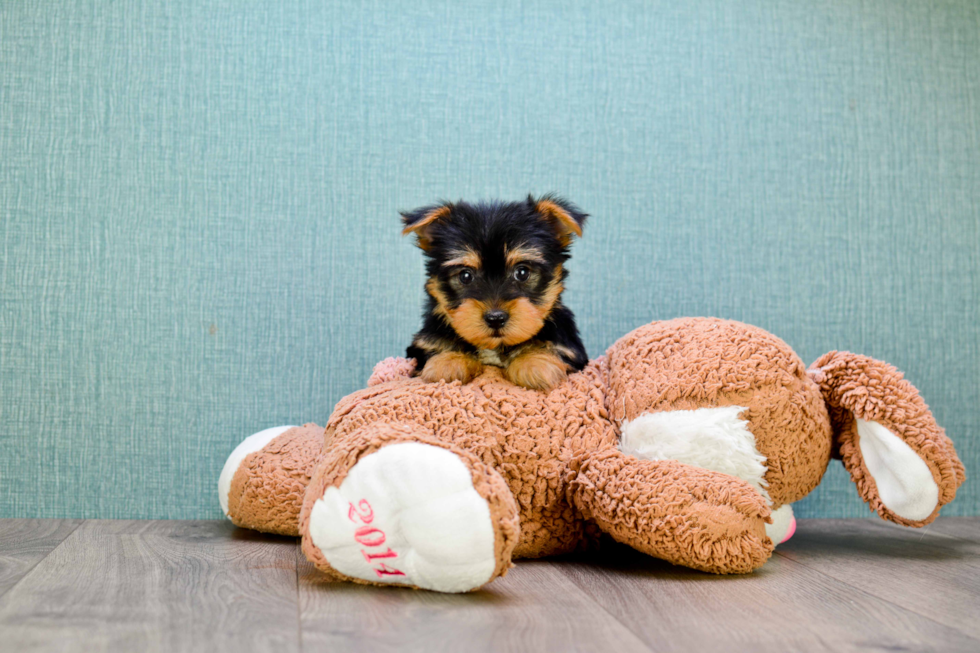 Meet Izzie - our Yorkshire Terrier Puppy Photo 