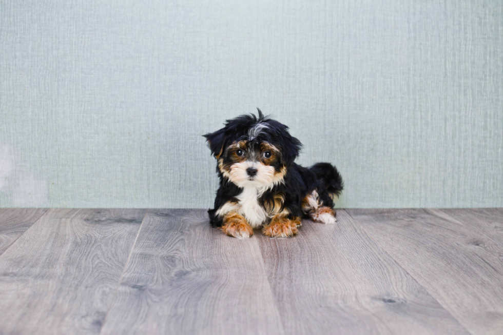 Small Morkie Baby