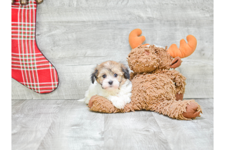 Little Havanese Purebred Pup