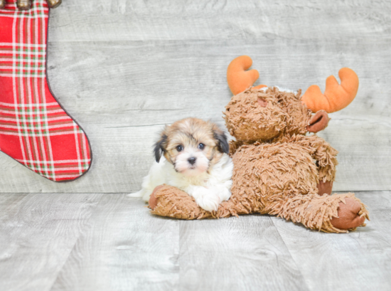 Little Havanese Purebred Pup