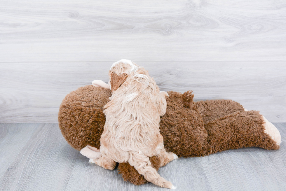 Smart Cavapoo Poodle Mix Pup