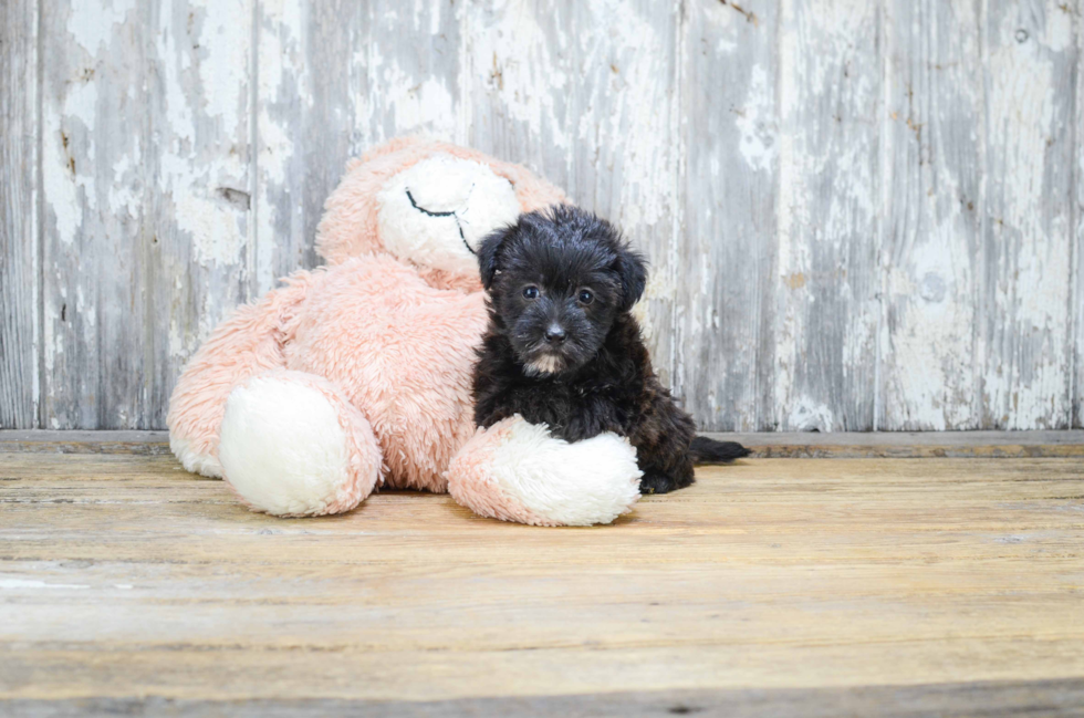 Yorkie Poo Pup Being Cute