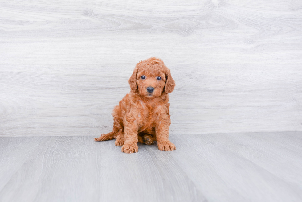 Best Mini Goldendoodle Baby