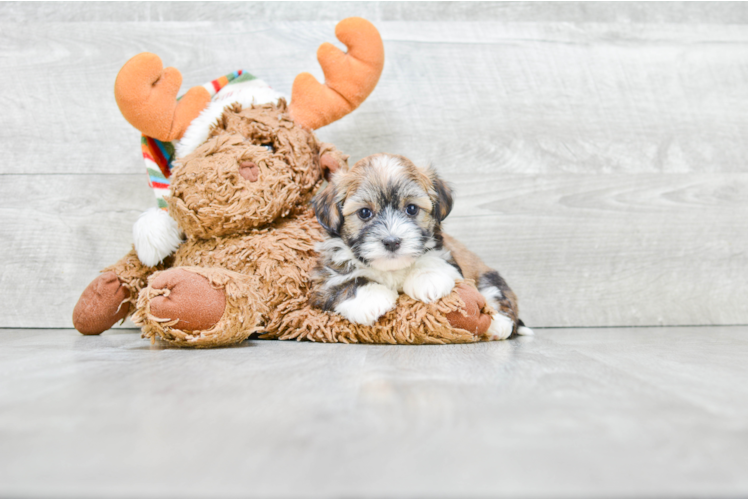 Sweet Havanese Purebred Puppy