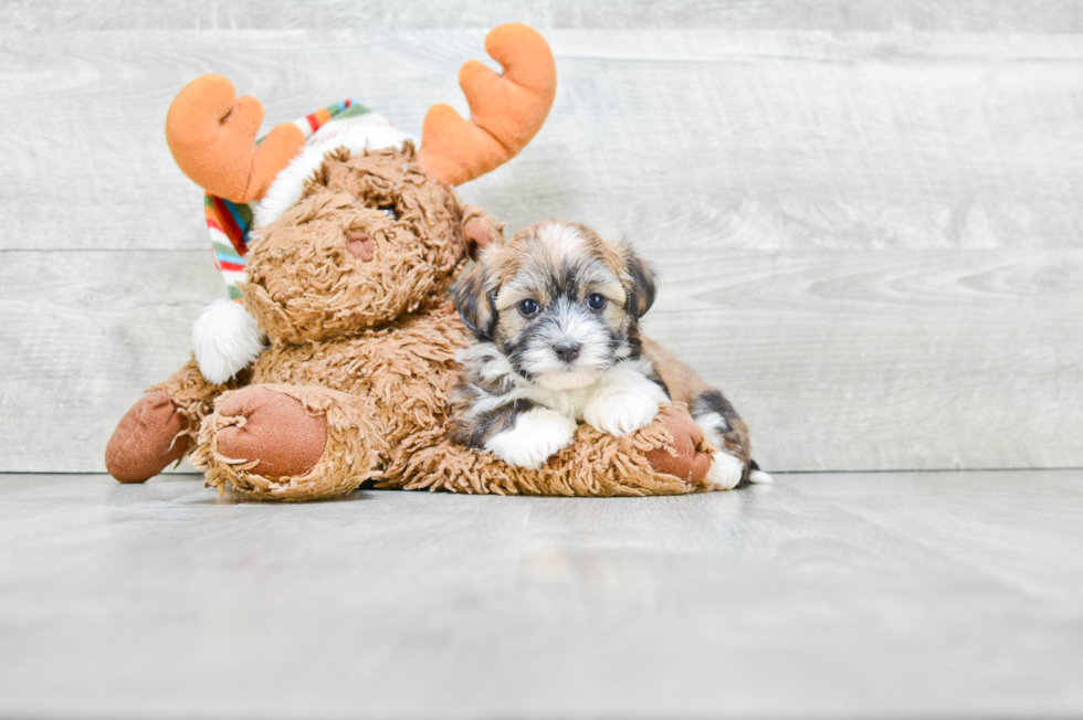 Sweet Havanese Purebred Puppy