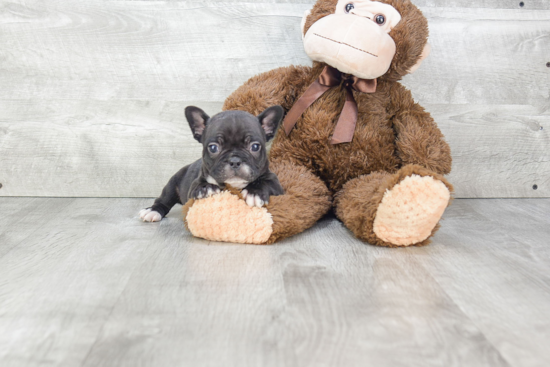 Friendly French Bulldog Baby