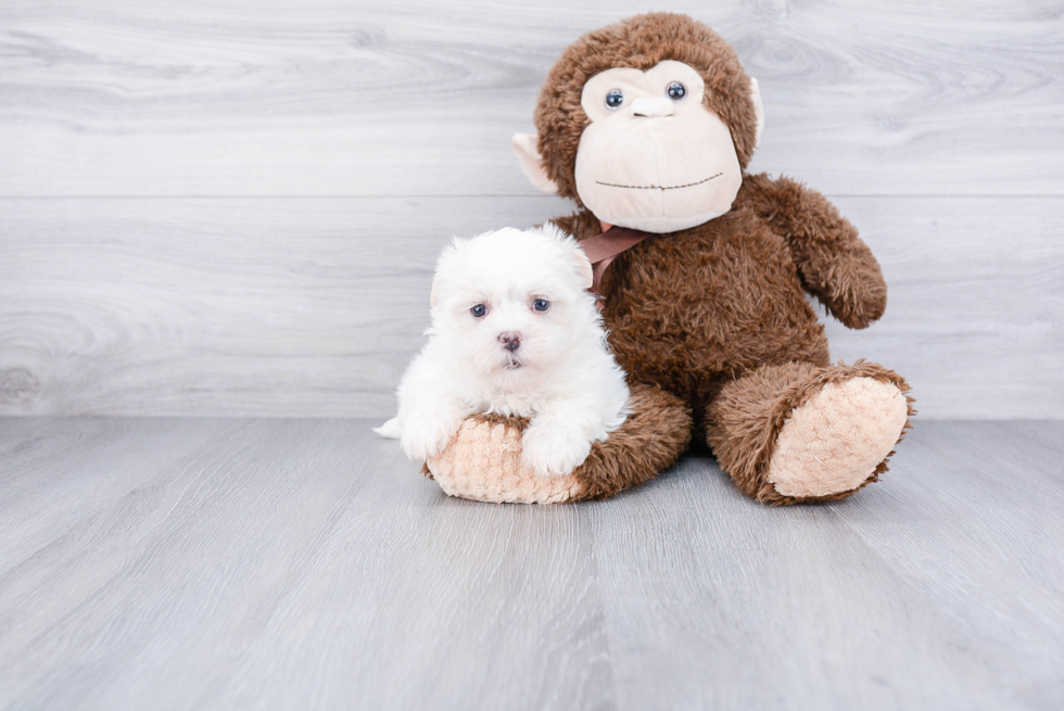 Popular Teddy Bear Designer Pup