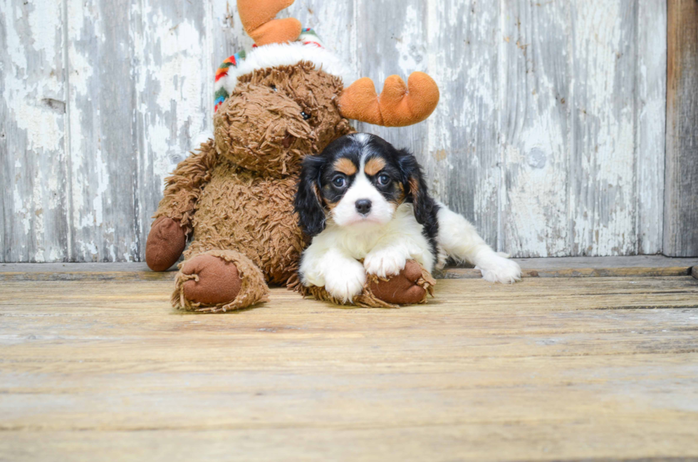 Funny Cavalier King Charles Spaniel Purebred Pup