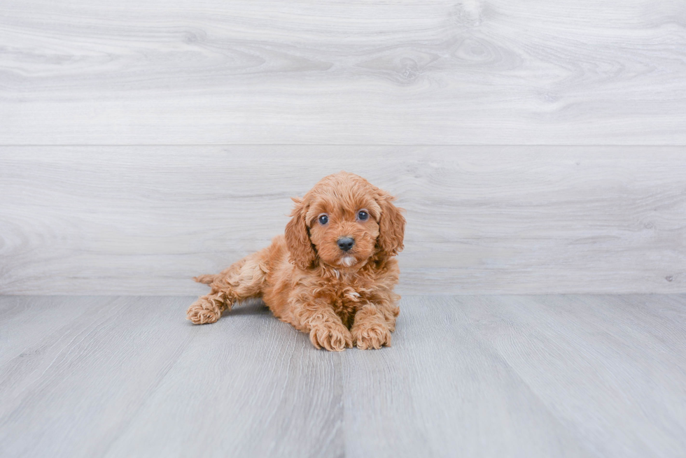 Cavapoo Pup Being Cute