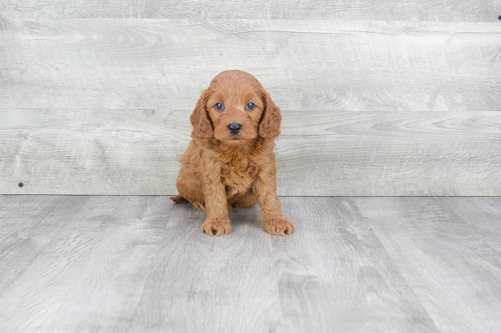 Popular Mini Goldendoodle Poodle Mix Pup