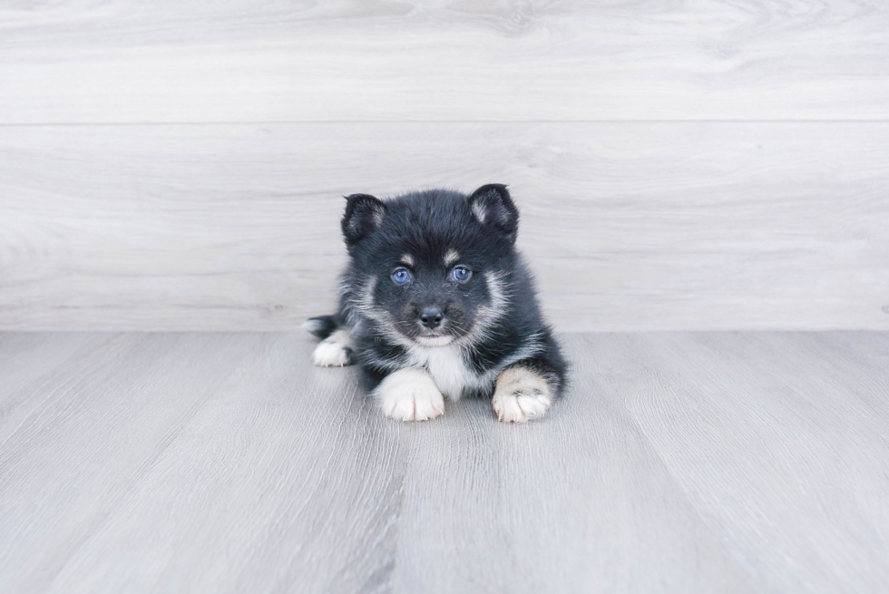 Sweet Pomsky Baby