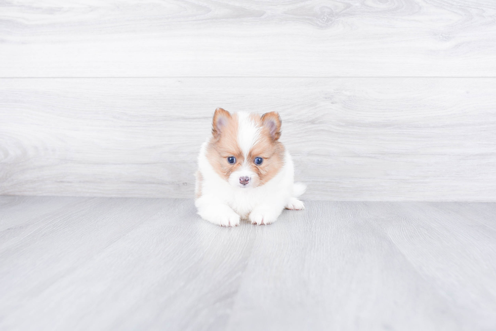 Friendly Pomeranian Baby