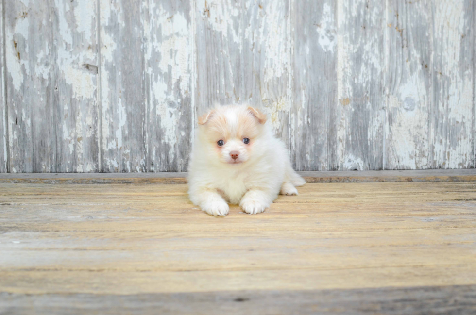 Small Pomeranian Purebred Pup