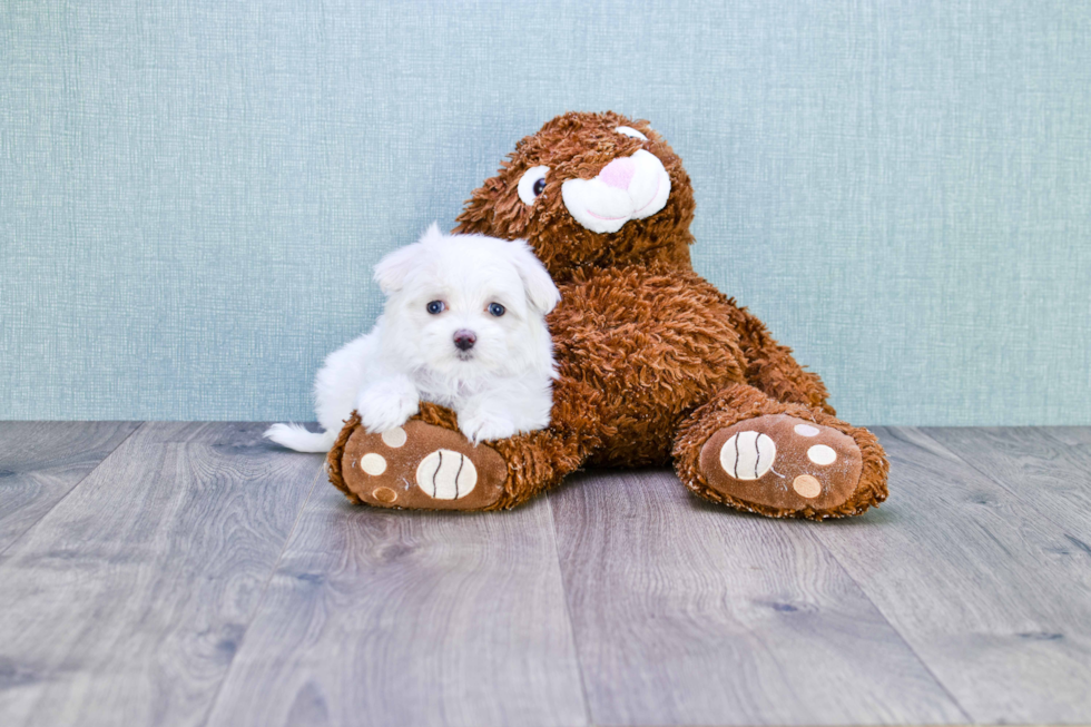 Petite Maltipoo Poodle Mix Pup