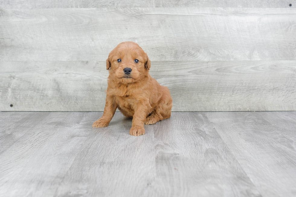 Playful Golden Retriever Poodle Mix Puppy