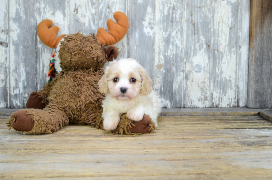 Cavachon Puppy for Adoption