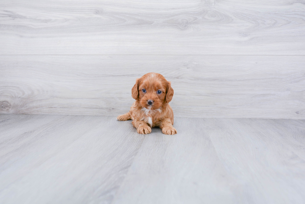 Sweet Cavapoo Baby