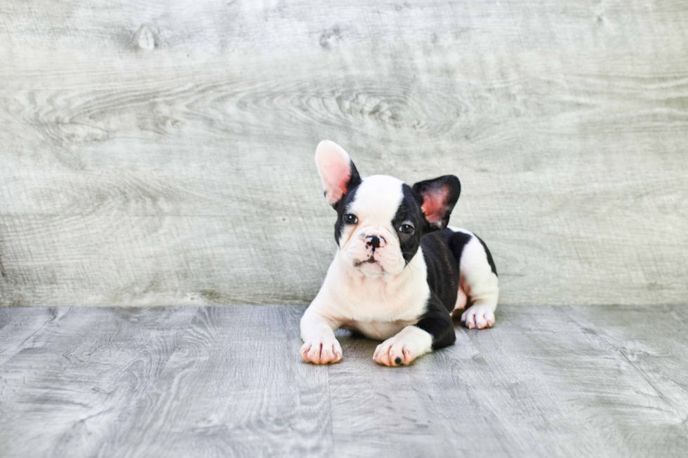 Best French Bulldog Baby