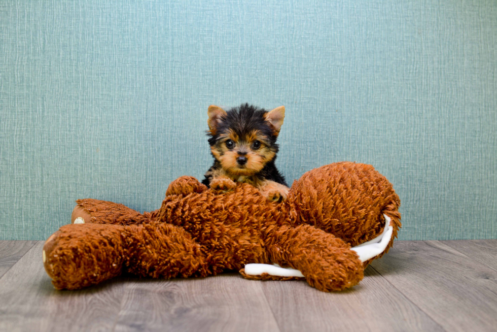 Meet Goldie - our Yorkshire Terrier Puppy Photo 