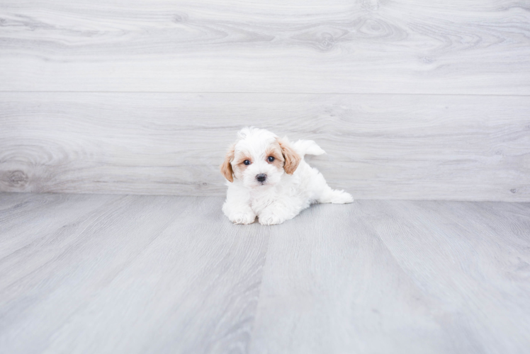 Small Maltipoo Baby