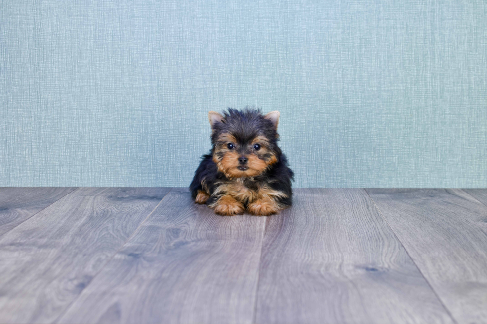 Meet Giselle - our Yorkshire Terrier Puppy Photo 