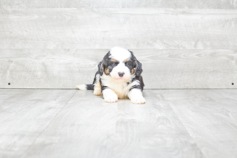 Mini Bernedoodle Pup Being Cute