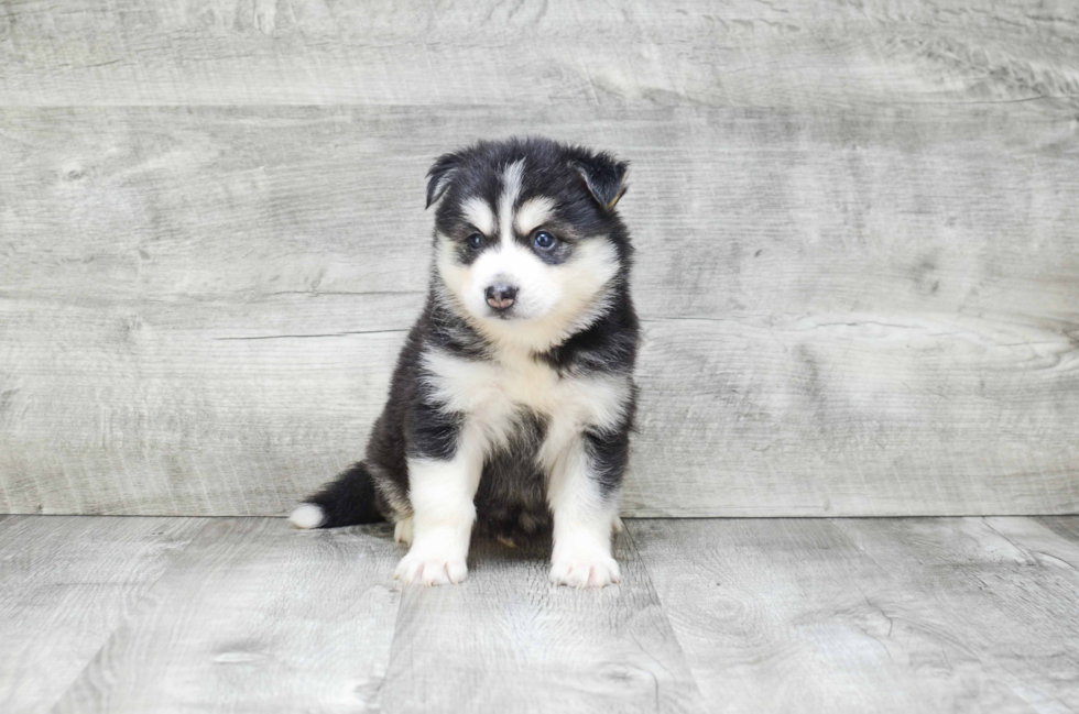 Energetic Mini Husky Designer Puppy