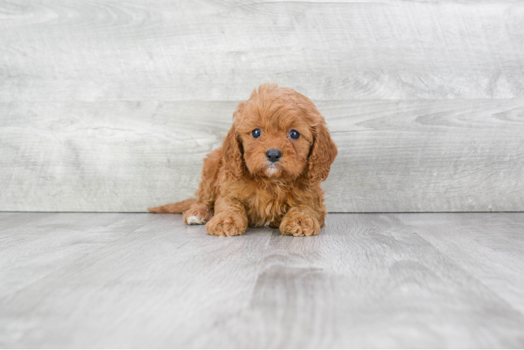 Popular Cavapoo Poodle Mix Pup