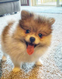 Fluffy Pomeranian Purebred Pup