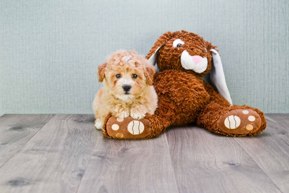 Hypoallergenic Maltese Poodle Poodle Mix Puppy