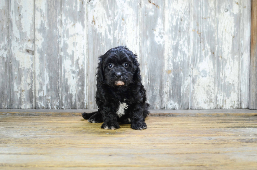 Best Cavapoo Baby