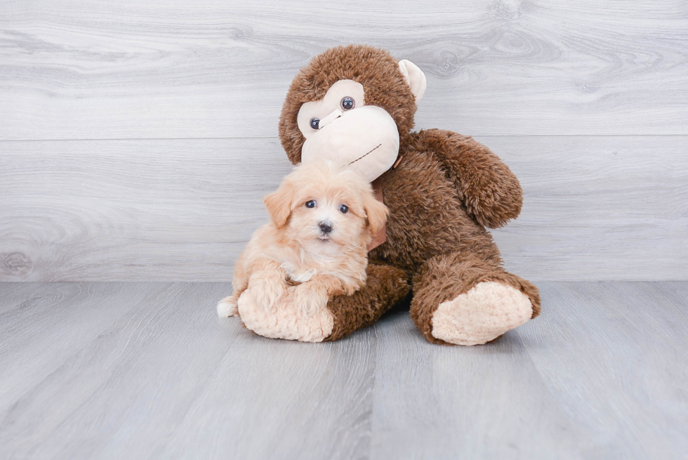 Adorable Maltese Poodle Poodle Mix Puppy