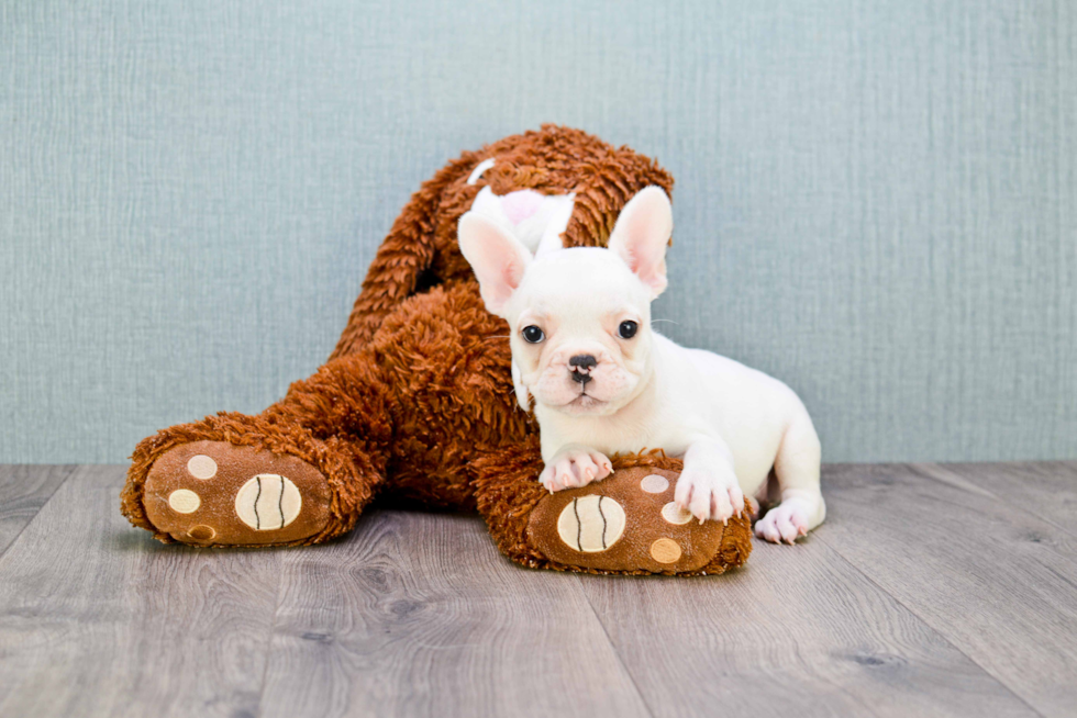 Sweet Frenchie Purebred Puppy