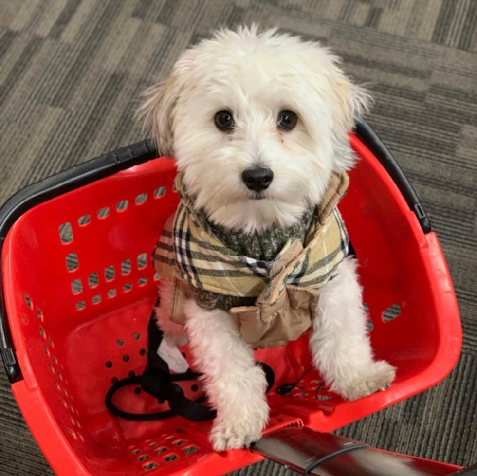 Little Havanese Purebred Pup