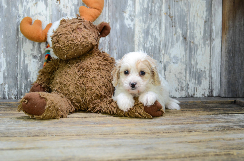 Hypoallergenic Cavoodle Poodle Mix Puppy