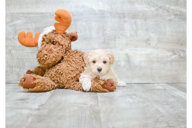 Petite Maltipoo Poodle Mix Pup