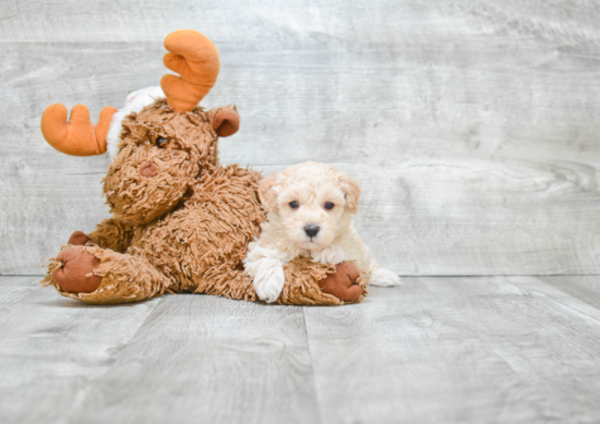 Petite Maltipoo Poodle Mix Pup