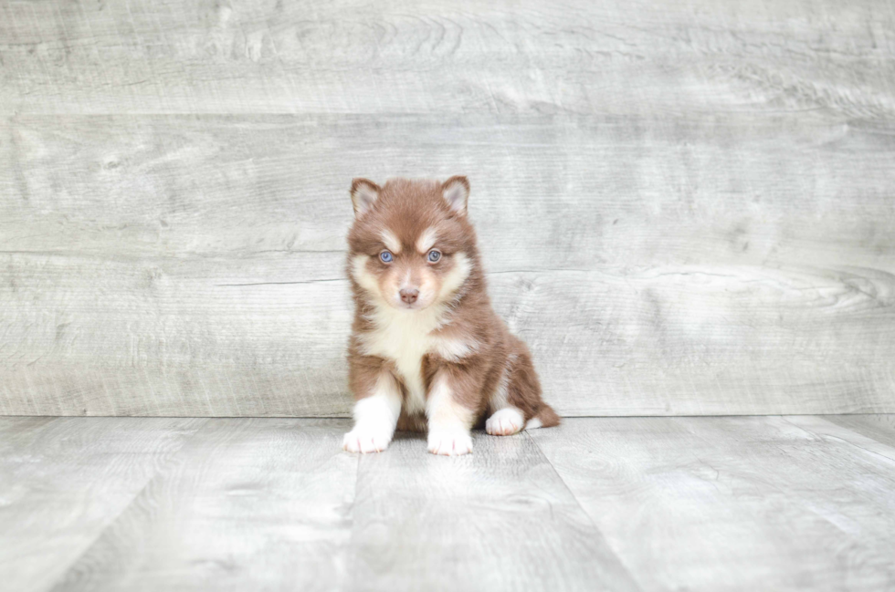 Hypoallergenic Mini Husky Designer Puppy