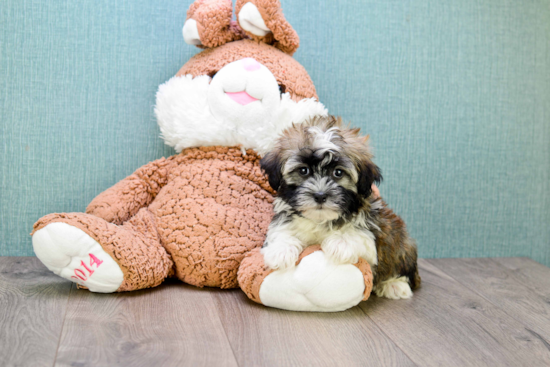 Havanese Pup Being Cute