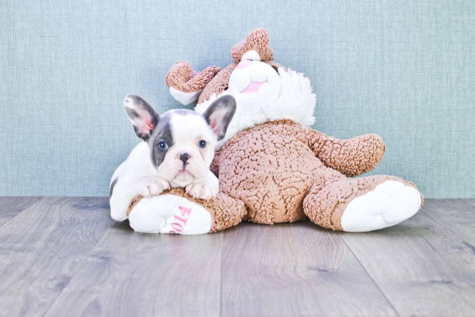 French Bulldog Pup Being Cute