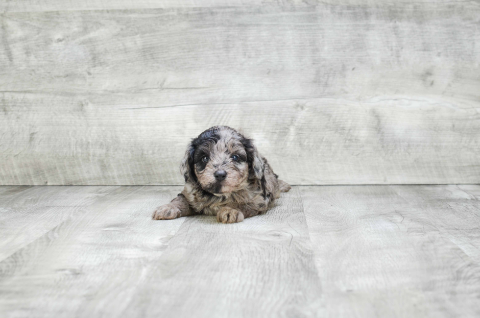 Best Mini Aussiedoodle Baby